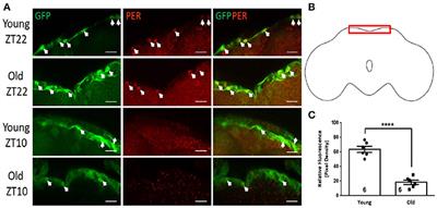 Age-Related Changes in the Expression of the Circadian Clock Protein PERIOD in Drosophila Glial Cells